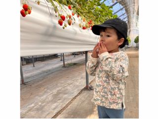 いちご狩りの様子