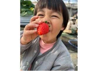 イチゴ狩りの様子