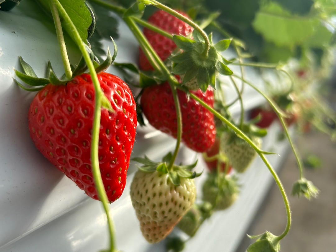 �Â��đ傫���C�`�S