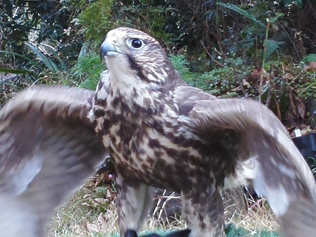 H[̊ŔAZCJ[nuT̃tełB