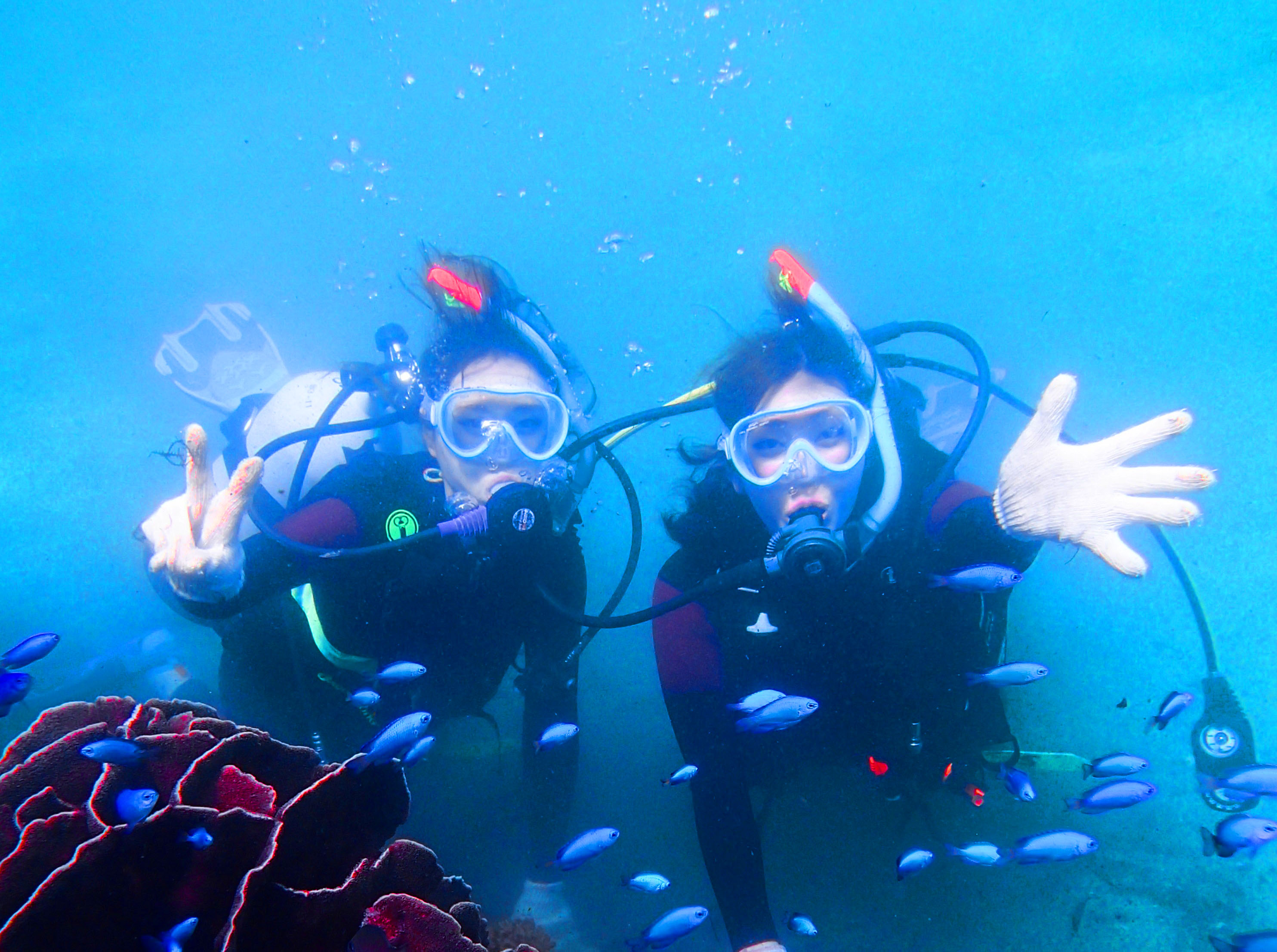海の中には様々な魚たちが待ってます!
