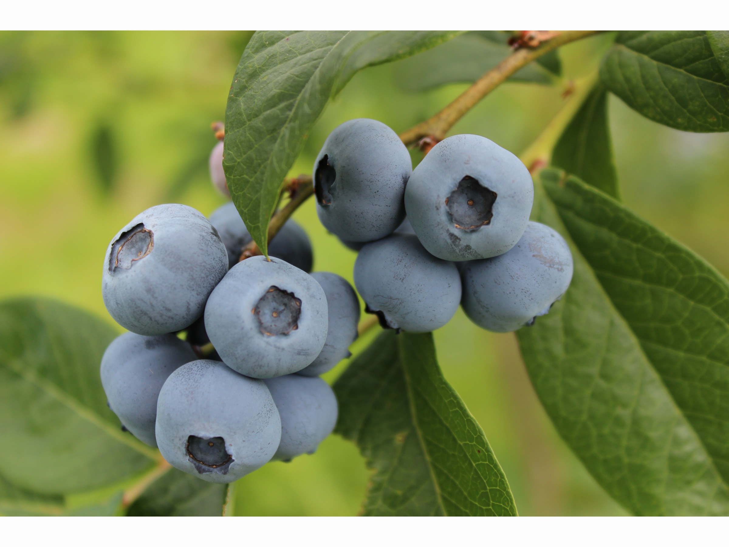 ブルーベリー狩り 約350グラムコース 田村りんご園 じゃらん遊び体験 ブルーベリー狩り 約350グラムコース 田村りんご園 じゃらん遊び体験