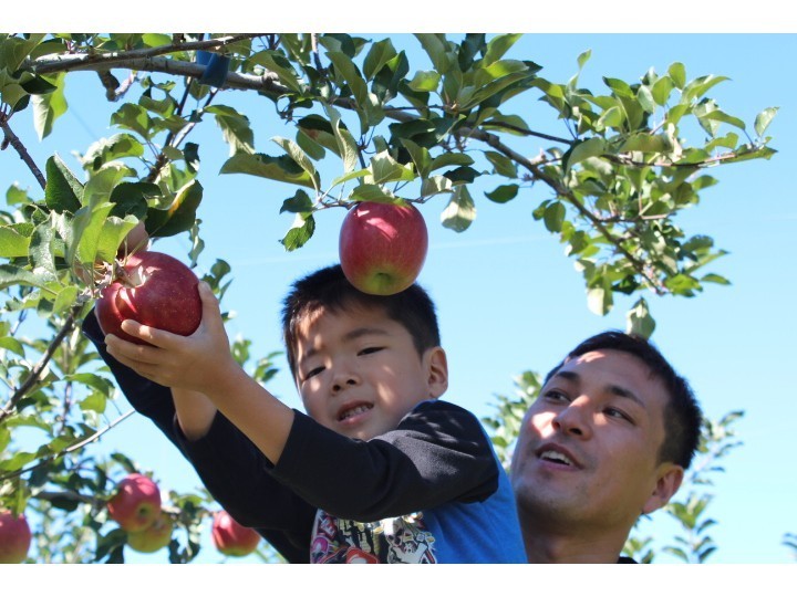 お子様も楽しいりんご狩り♪