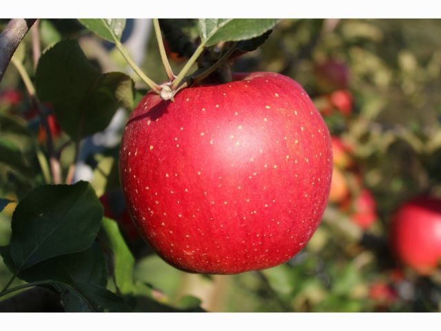 真っ赤なりんご♪