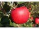 真っ赤なりんご♪