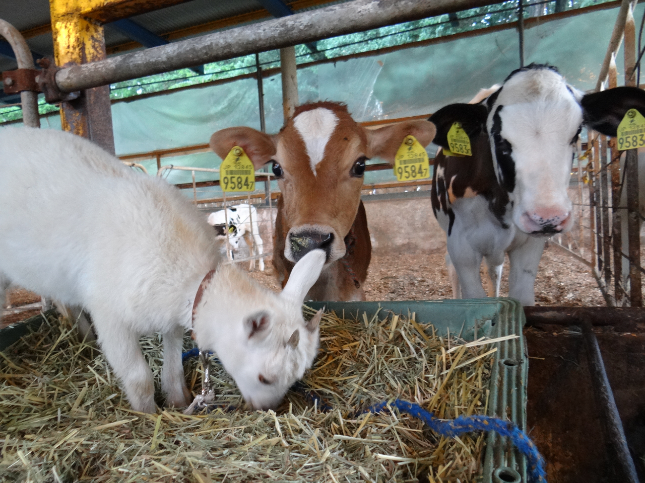 山田牧場のかわいこちゃんたち