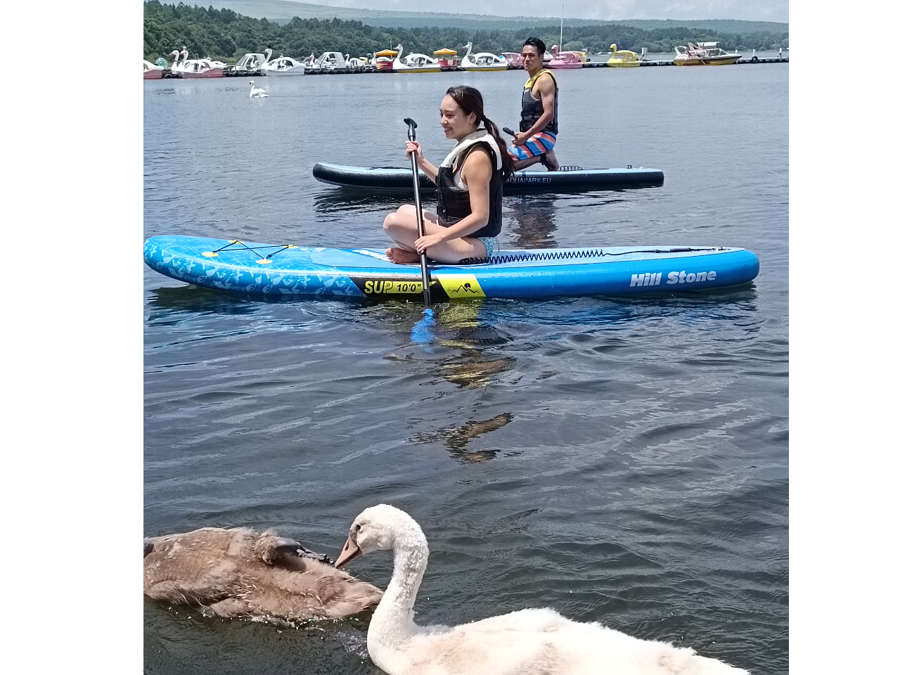 白鳥と並んでSUP体験も!?