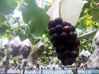旬のぶどう狩りと福井で人気のそば打ち体験のセットプラン!