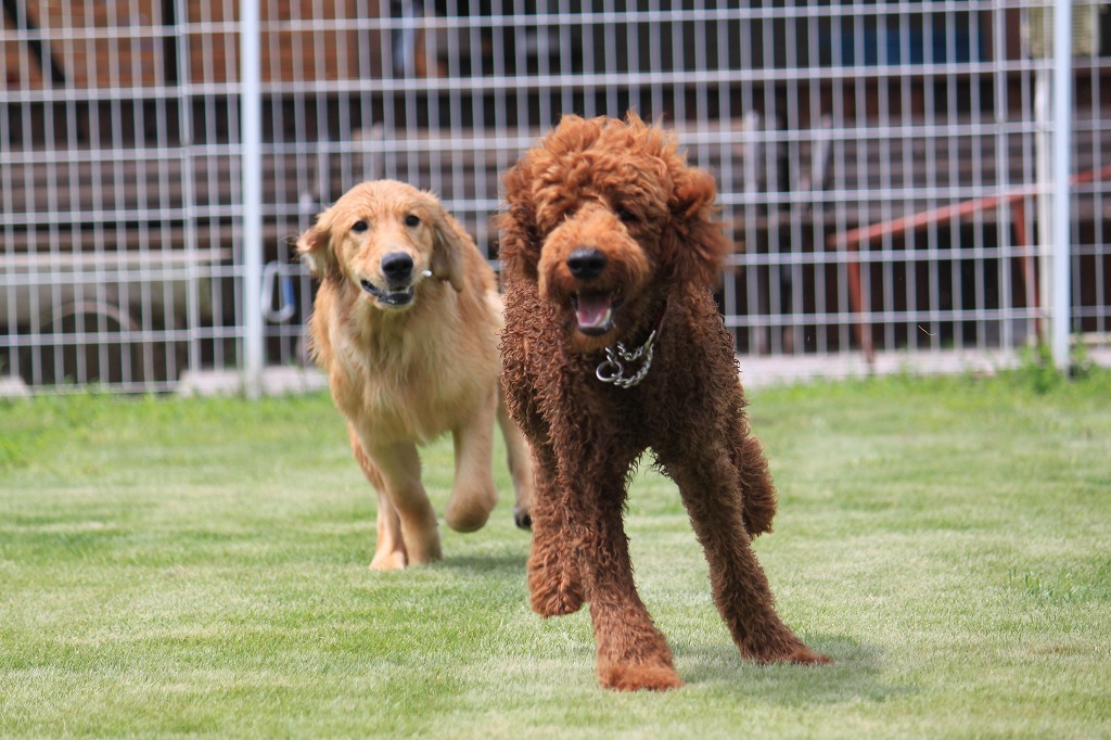 埼玉 広々ドッグラン施設内でお気軽手ぶらbbqプラン ボリュームたっぷりの食材付 愛犬と一緒 屋根付きオープンテラスで楽しもう ファミリー カップルに人気 Primeland 毛呂山店 じゃらん遊び体験