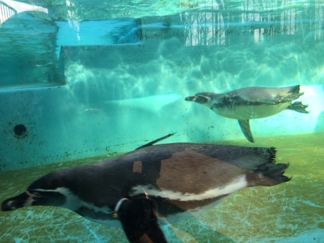 無料で入れる夢見ヶ丘動物公園には、なんとペンギンにも会えます!他にもフラミンゴやシマウマも・・・!