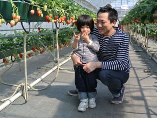 いちご狩りを楽しむ家族