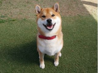 いちご狩りを待つデカ芝コロ君 ※天然芝のドッグランが無くなりましたので愛犬同伴いちご狩りプランをご利用ください。