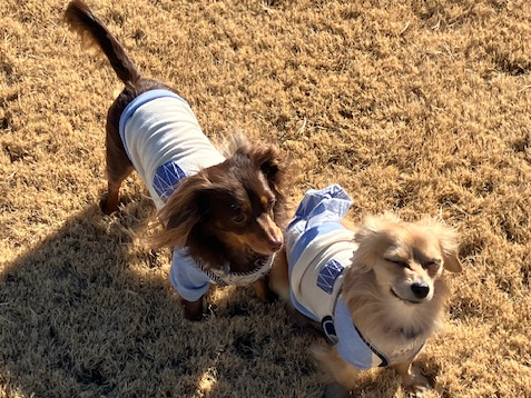 �V�R�Ŗ����h�b�O�����́A�����Ȃ�܂����B�y�b�g�������������v�����������p���������B