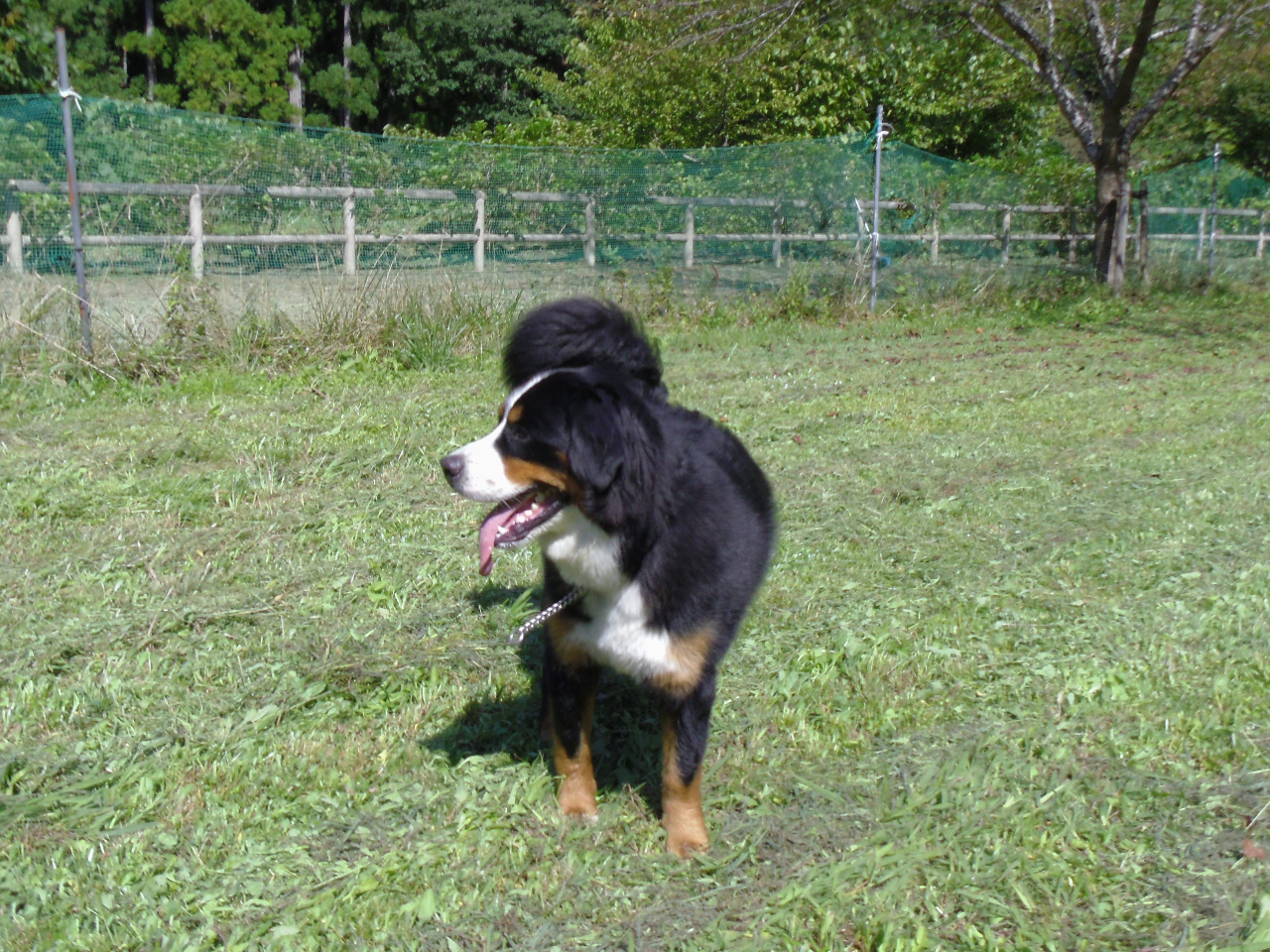 どっぐらんでワンちゃんも楽しそう