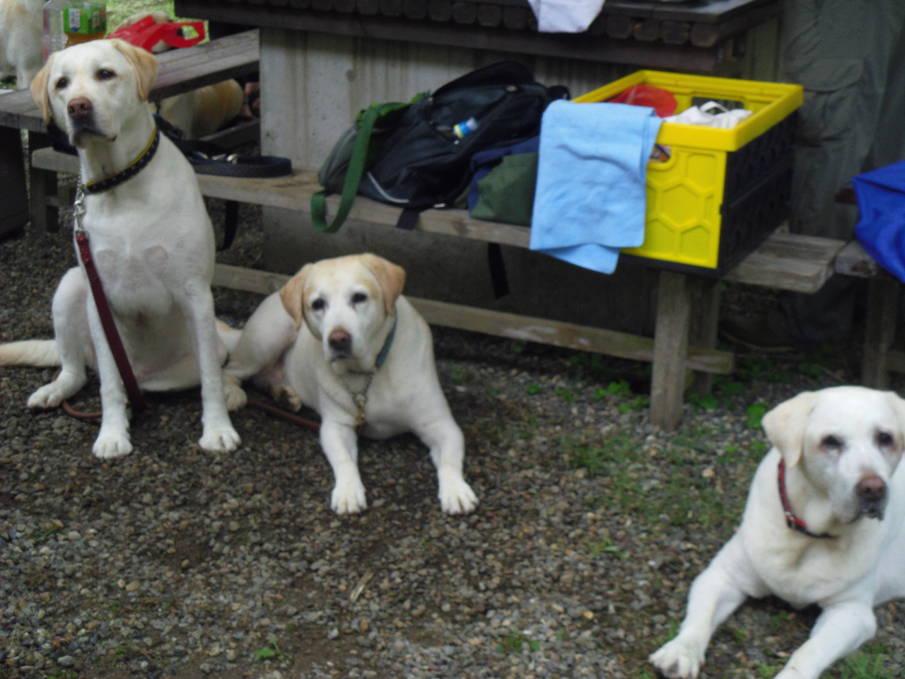 ワンちゃんいっぱい!!