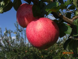 もぎたての新鮮なりんごを召し上がれ♪