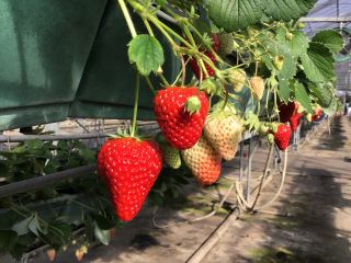 今年も美味しいイチゴの季節がやってきました!
