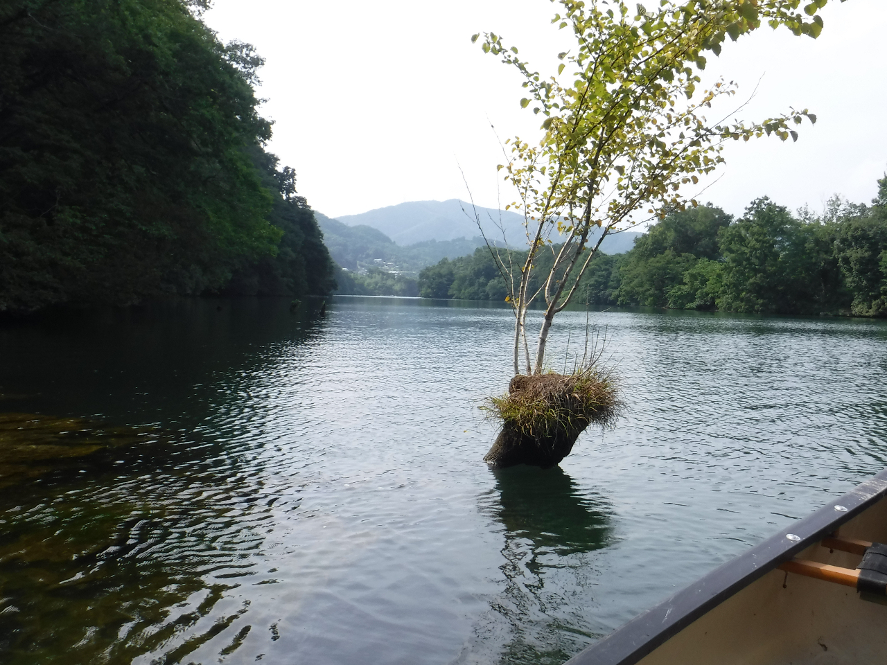 湖には若干(数本)の埋没樹があります。水中部分は酸化せず数十年を経ても残っています。空中部分には種が飛来し、あたかも盆栽の趣を呈しています。