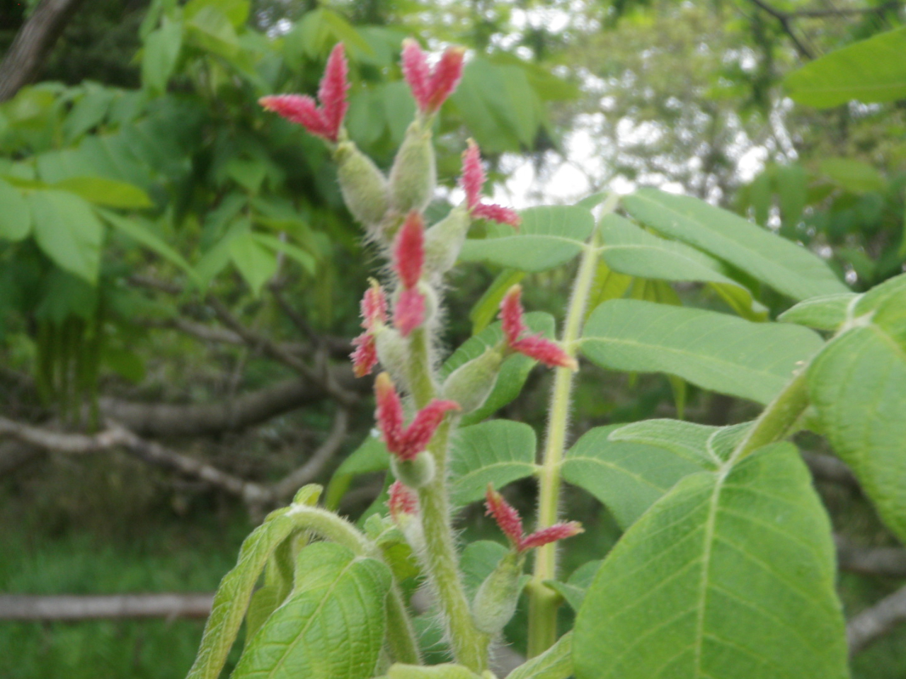 季節感あるツーリングを志向;湖畔に咲く花を愛でながらのツーリング。カヌーを漕ぎながらの花鳥風月、簡単な解説をしています。