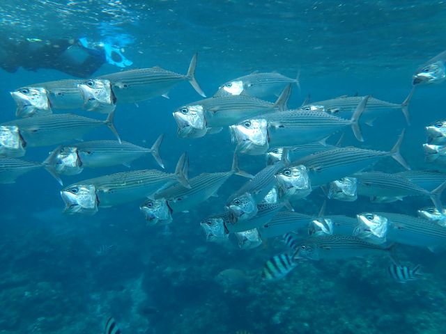 水族館のような魚の大群は迫力満点!