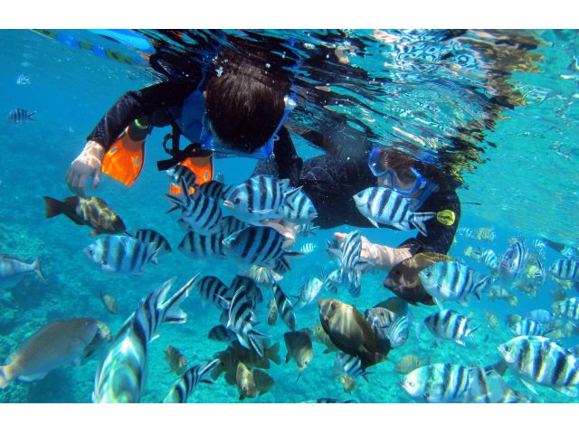 トロピカルフィッシュへの餌付けも無料です!!手から餌を食べてくれるかわいいお魚さんたちを眺められます!