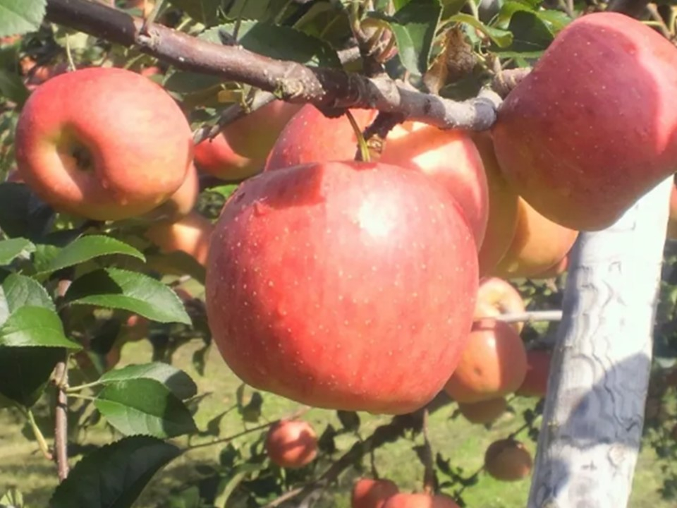 ぜひ、新鮮なもぎたてのりんごをお楽しみください♪