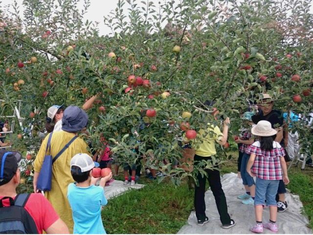 10月頃〜11月末の間 りんご狩りを実施しています♪