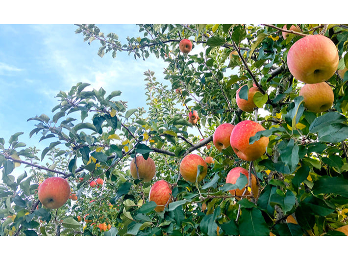 w엿͈؎g킸ɈĂA񂲂nĂ܂