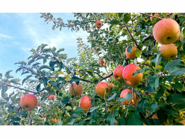 化学肥料は一切使わずに育てた、おいしいりんごを収穫していただけます☆