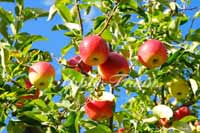 1{̖؂600̂񂲂Ȃ܂