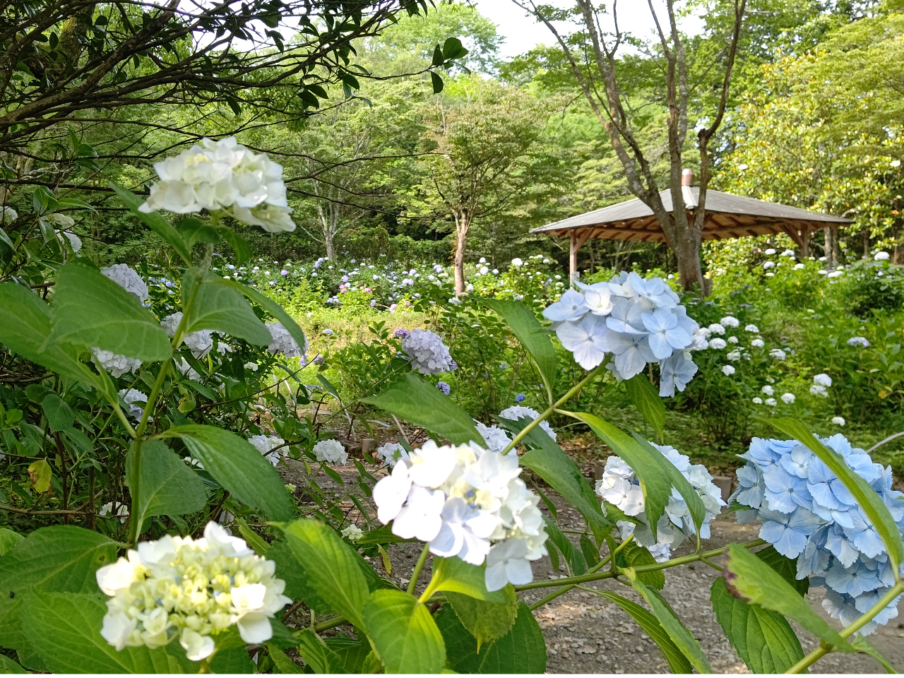 スペシャルウィーク】初夏のあじさい園チケット付きプラン