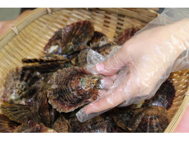 まずはお好きな貝をお選びください