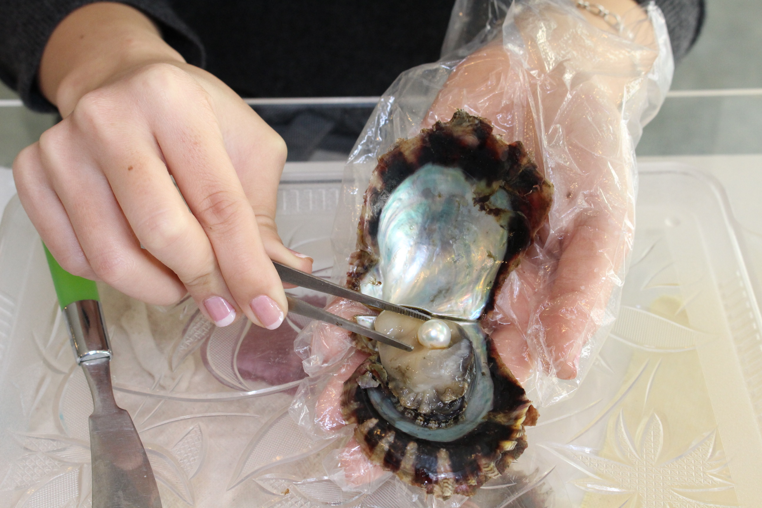 傫F͊LJĂ݂Ă̂y݁I