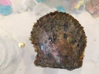 5年間育てた貝を限定使用☆