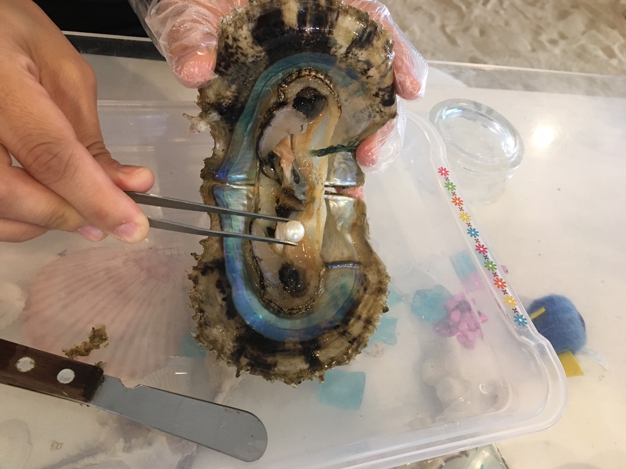 傫F͊LJĂ݂Ă̂y݁I