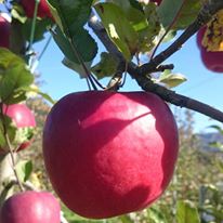 真っ赤なりんご☆