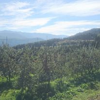 高冷地のため日中と夜の温度差が大きく、美味しい果物が実ります。