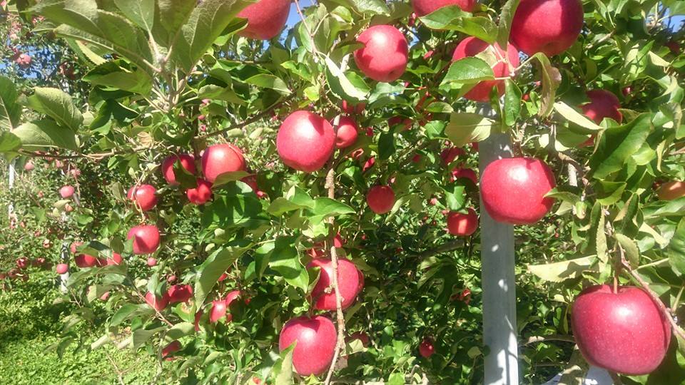 _쉻w엿͔|ňŜӂ邳Ƃ̖