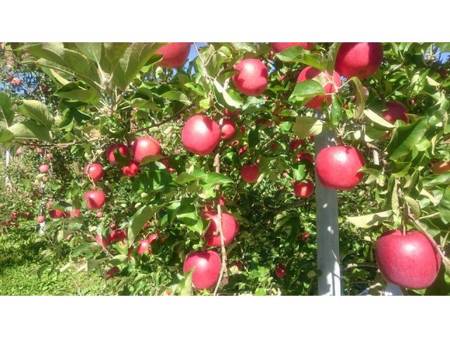 減農薬肥化学肥料栽培で安心のふるさとの味☆