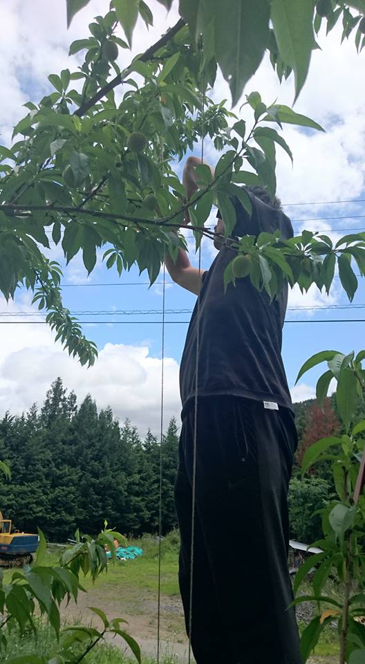 一つ一つ心を込めて栽培しています。