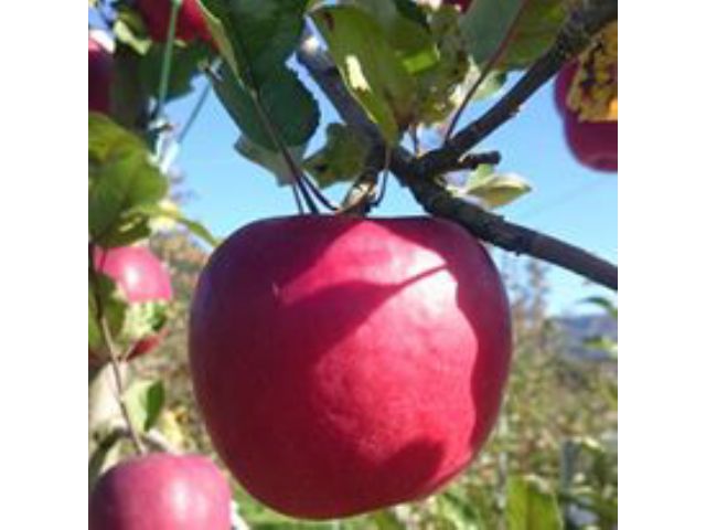 真っ赤なりんご☆