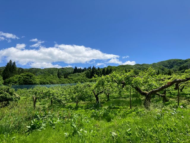 青空が広がるりんご畑