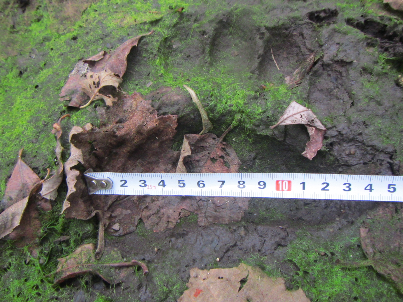 m܌ΒnVɂ́AqO}̑ՂB̓qO}̐nA̓qO}̉ƂɂזĒĂ܂B