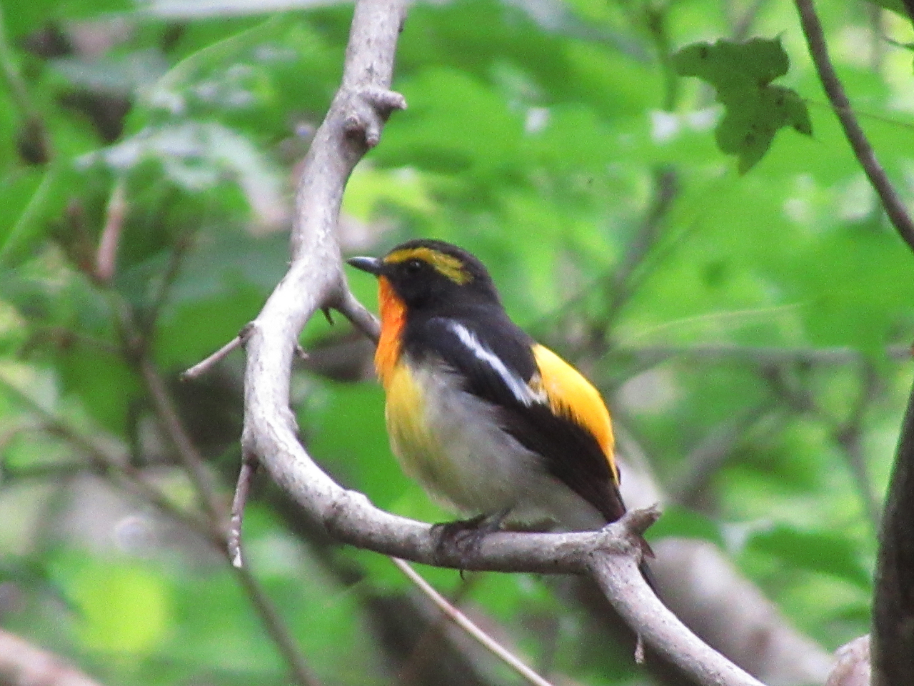 Ă̒m܌΂͖쒹̕ɁB̉̂XɋnfGȋG߂łB