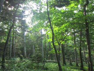 けもの道を歩いて動物たちの世界を体験 知床五湖と原生林を巡る知床一日ガイドツアー 株式会社知床ツーリスト じゃらん遊び体験 けもの道を歩いて動物たちの世界を体験 知床五湖と原生林を巡る知床一日ガイドツアー 株式会社知床ツーリスト じゃらん遊び体験