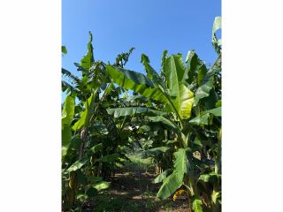 バナナジャングル