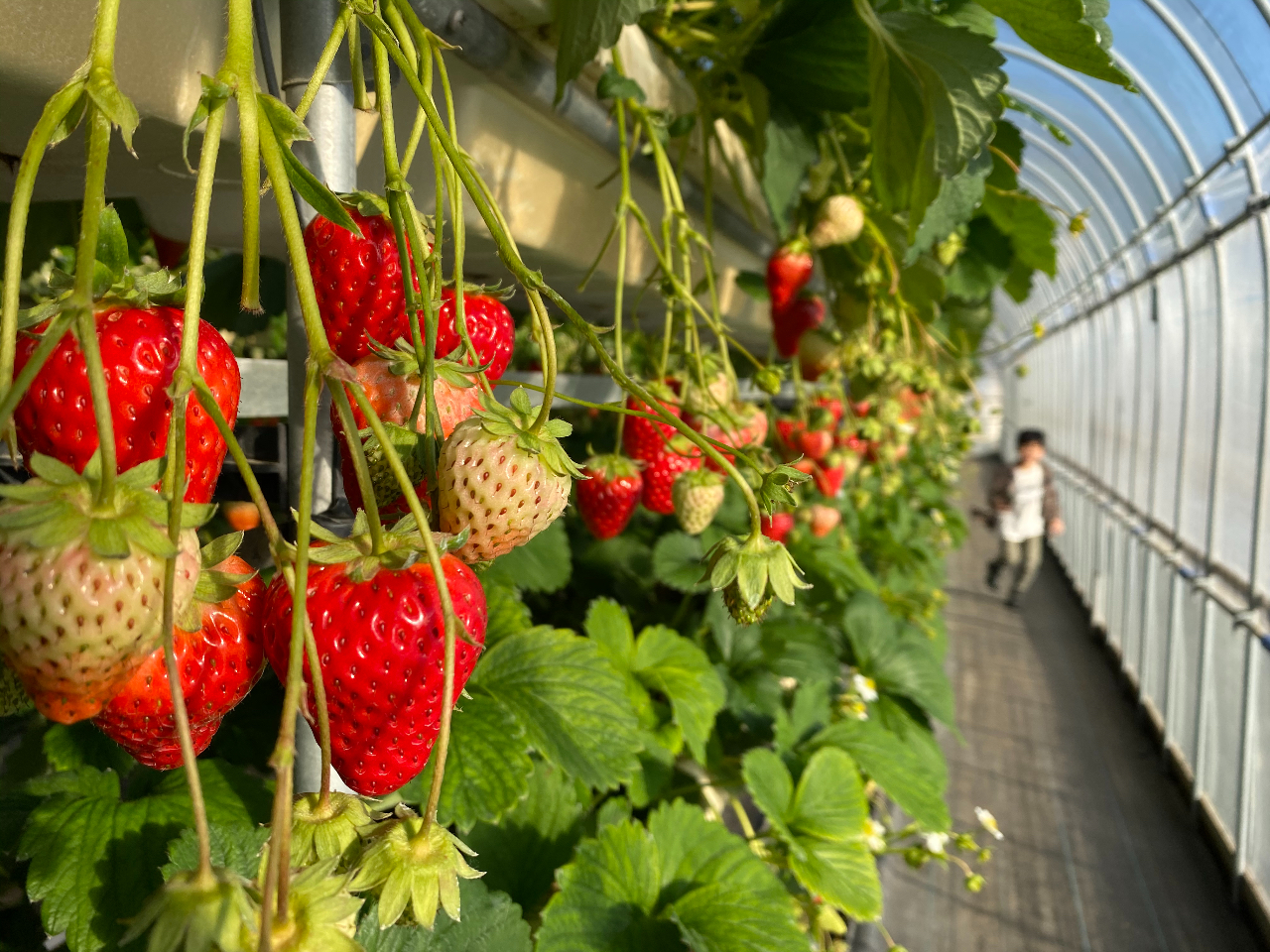 4/6~30《イチゴ狩り30分食べ放題》練乳付き(最大3品種食べ比べ♪)◆苺を使...