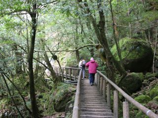 白谷雲水峡の木道。登山口から500mは木道等綺麗に整備されてますが、サツキ吊橋からは山道となります。