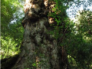 釈迦杉 天文の森のメインの屋久杉。釈迦杉まで約2.0km