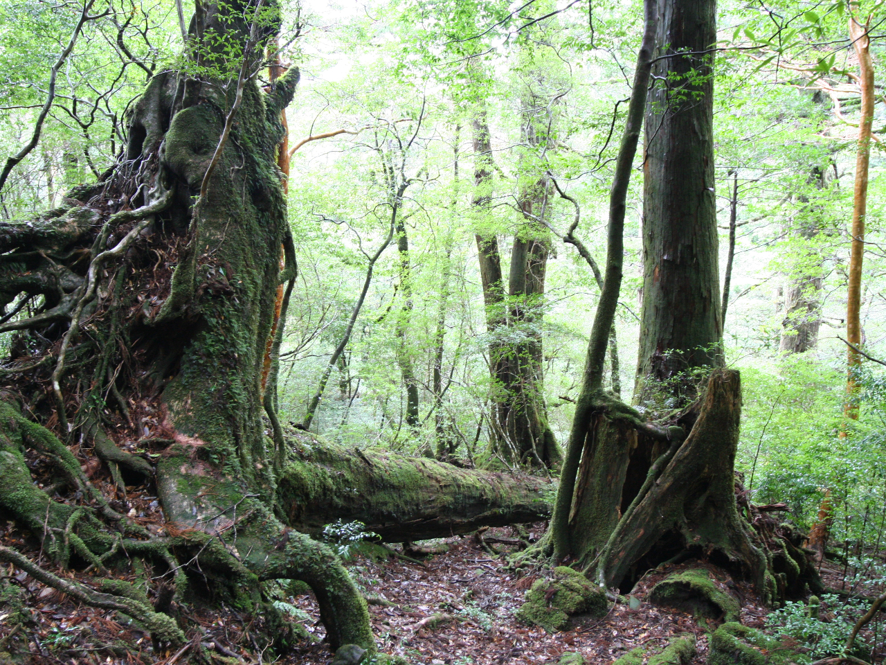 ]ˎɔ̂ꂽ̐؊ɐVɈBXɂ͂ȕsvcȐEtB